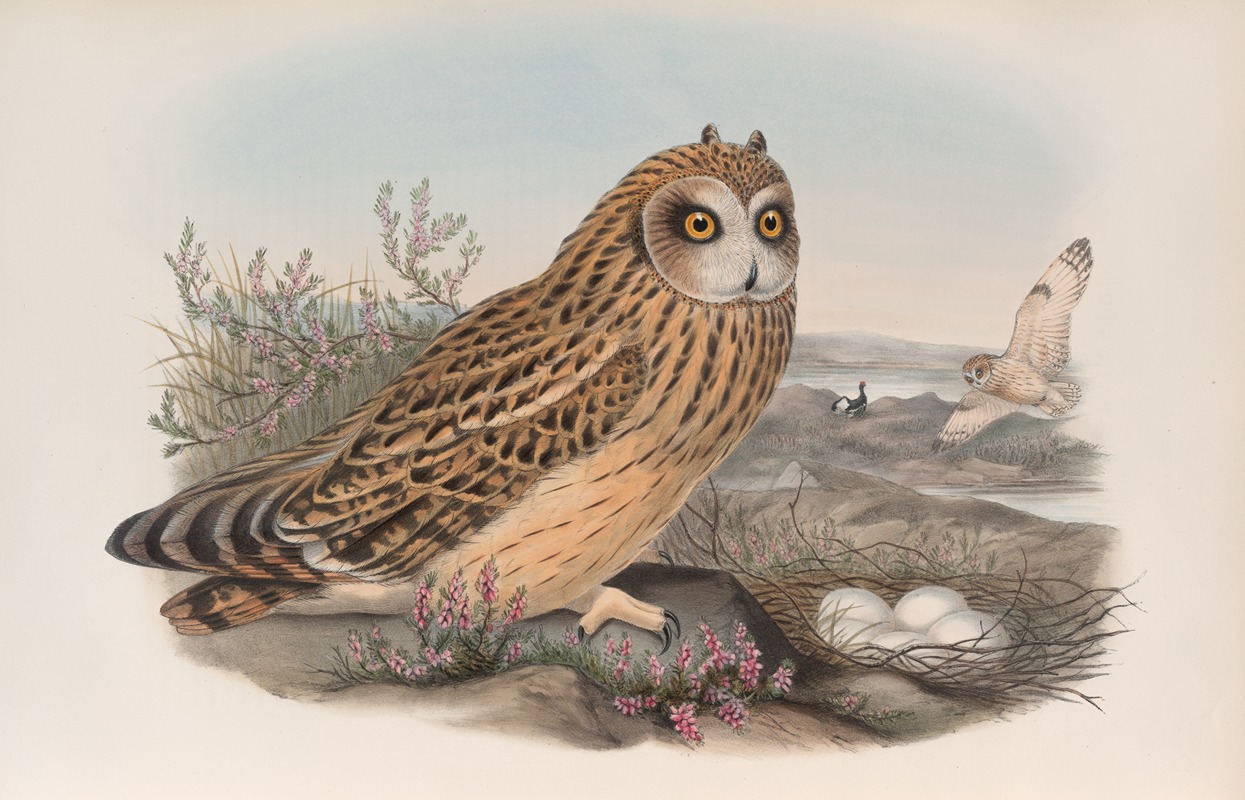 John Gould - Brachyotus palustris Short-eared Owl.