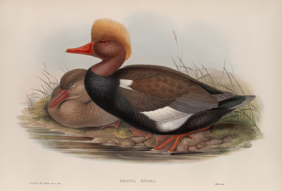 John Gould - Branta rufina. Red-crested Duck.