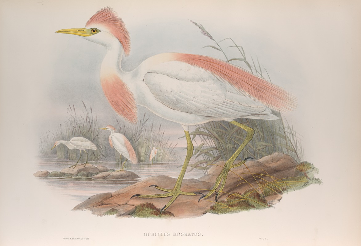 John Gould - Bubulcus russatus. Buff-backed Heron.