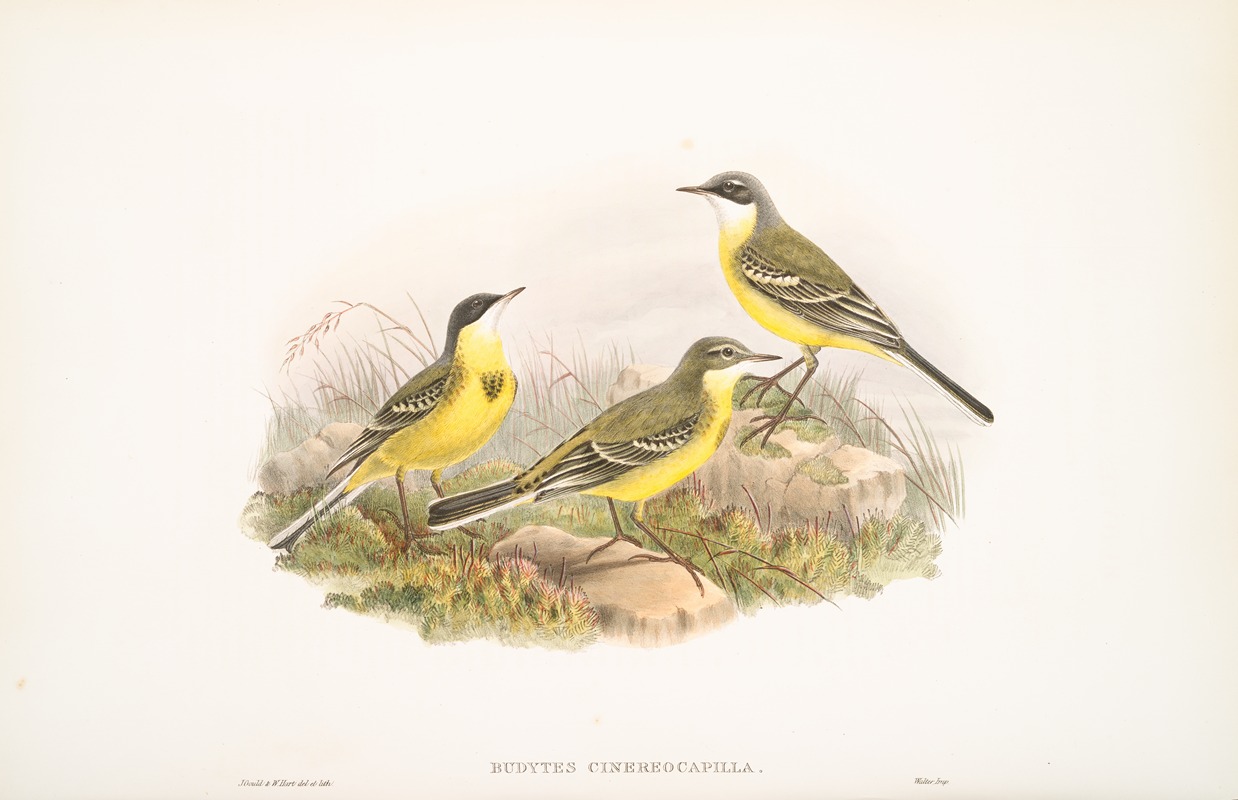 John Gould - Budytes cinereocapilla. Grey-capped Wagtail.