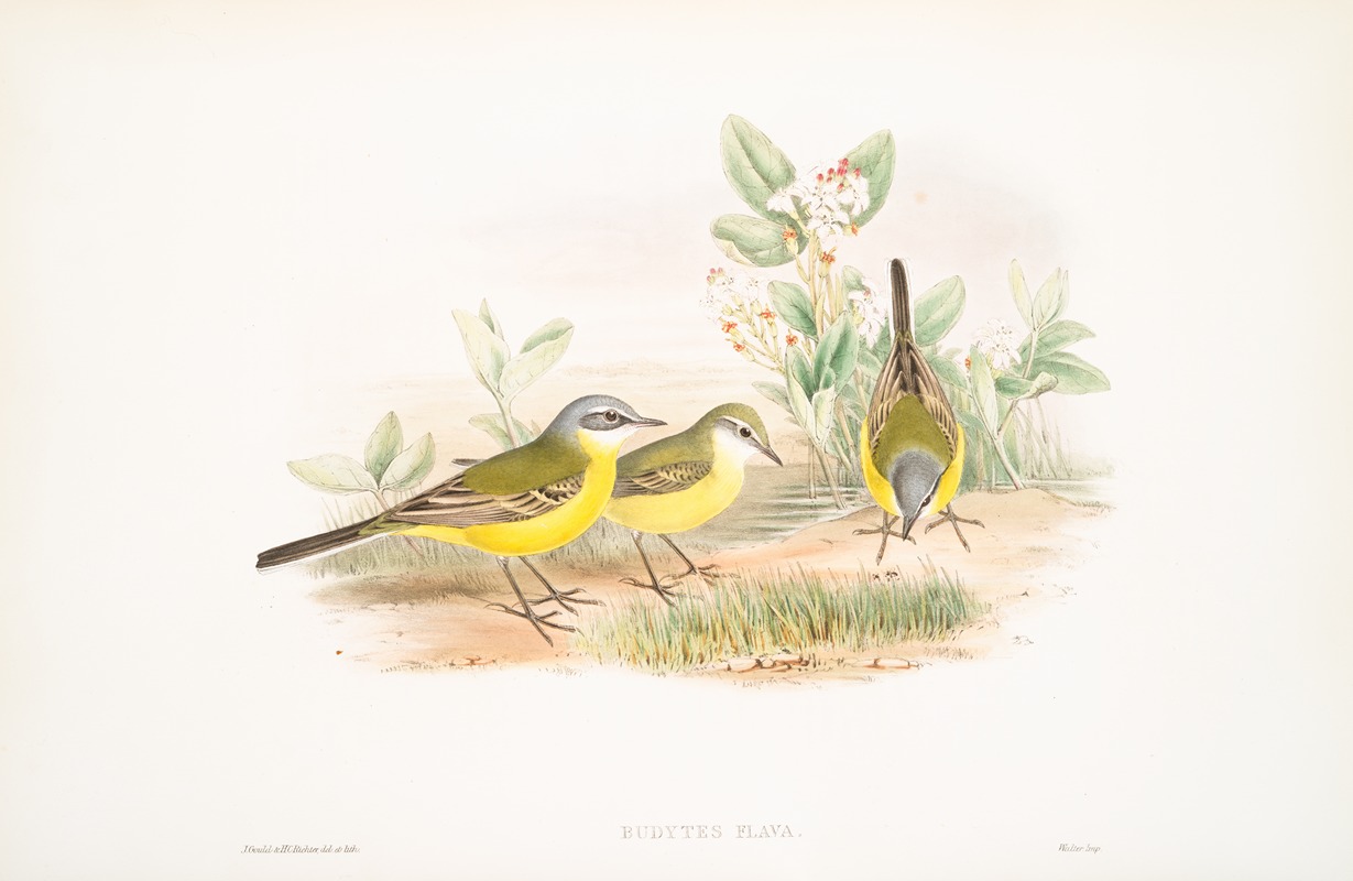 John Gould - Budytes flava. Grey-headed Wagtail.