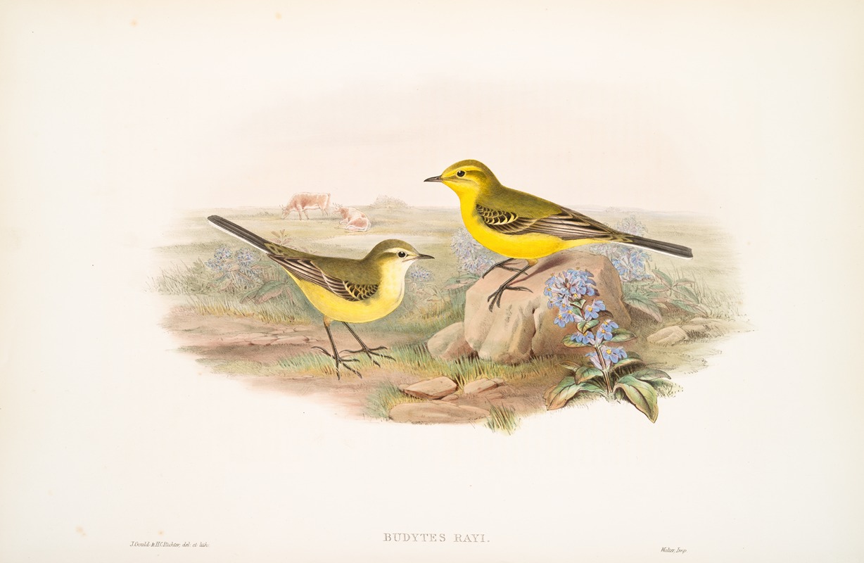 John Gould - Budytes Rayi. Yellow Wagtail.