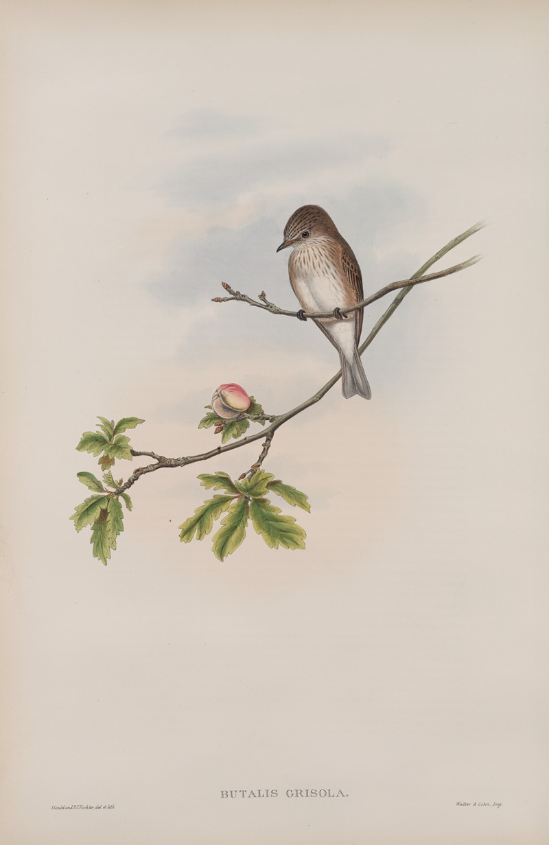 John Gould - Butalis grisola. Spotted Flycatcher