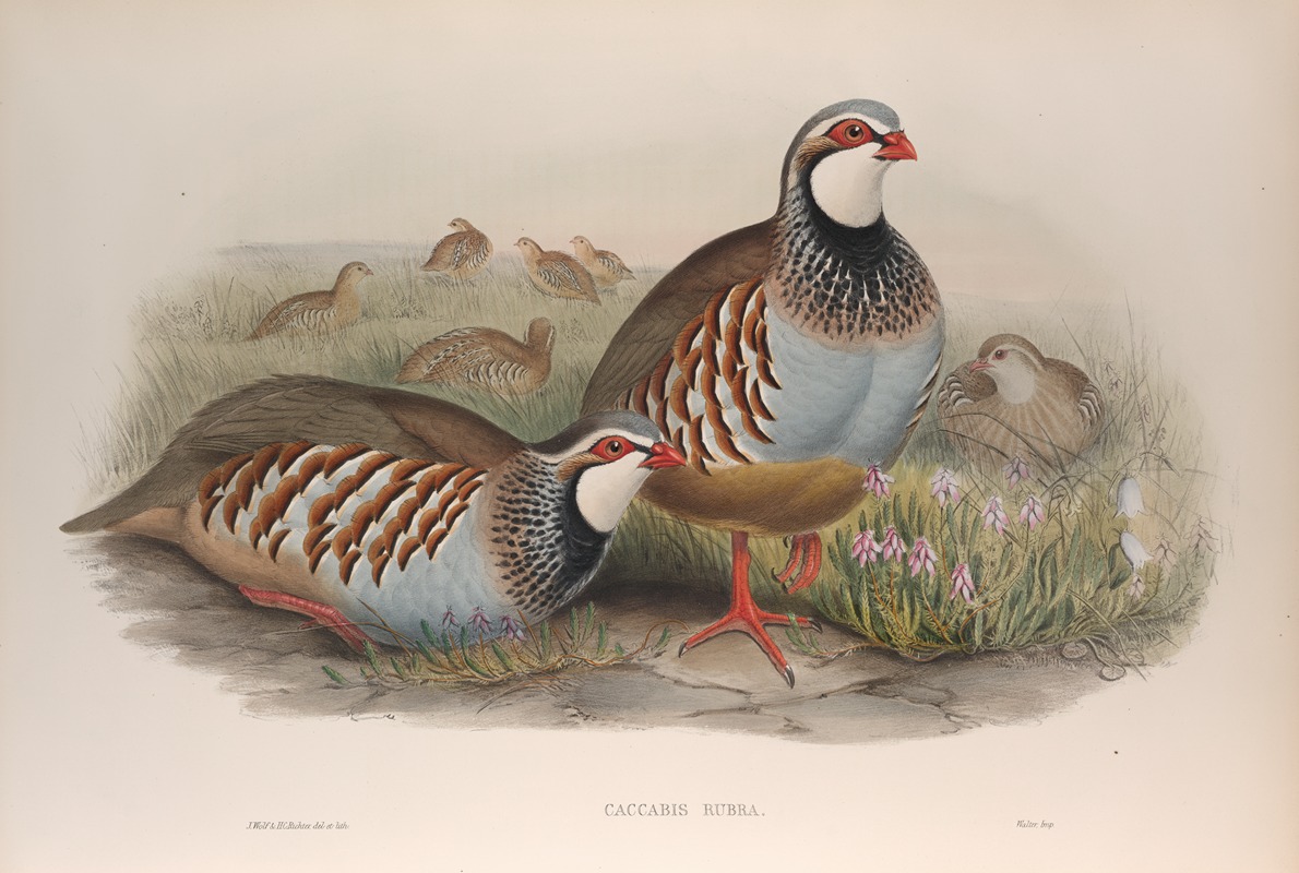 John Gould - Caccabis rubra. Red-legged Partridge.