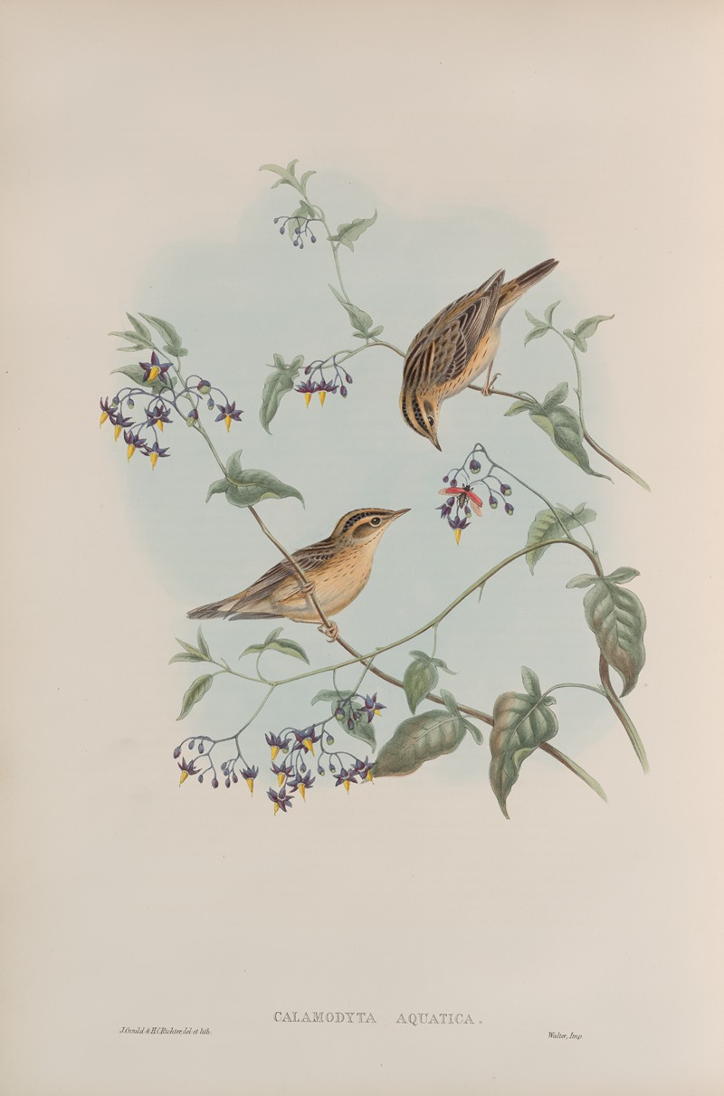 John Gould - Calamodyta aquatica. Aquatic Warbler.