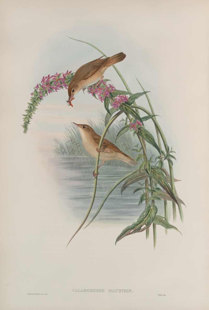John Gould - Calamoherpe palustris. Marsh-Warbler.