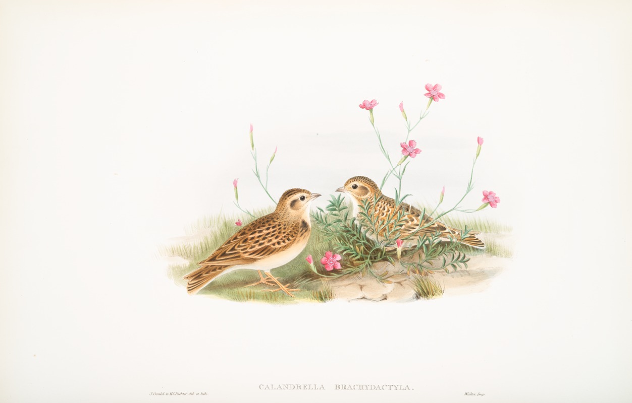 John Gould - Calandrella brachydactyla. Short-toed Lark.