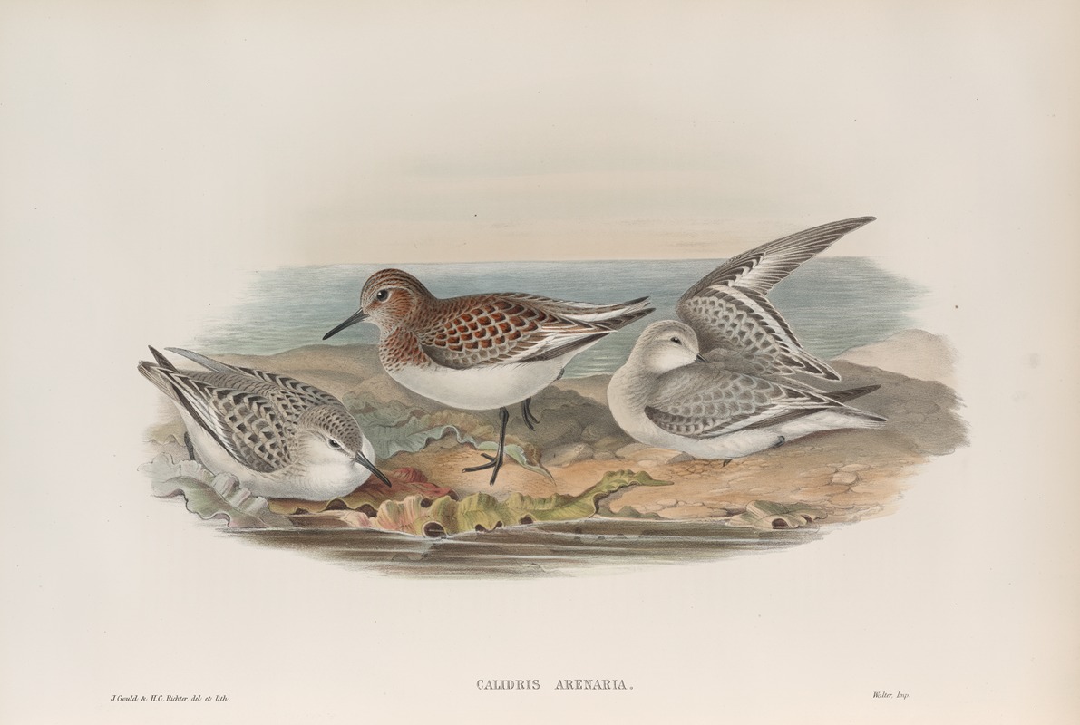 John Gould - Calidris arenaria. Sanderling.