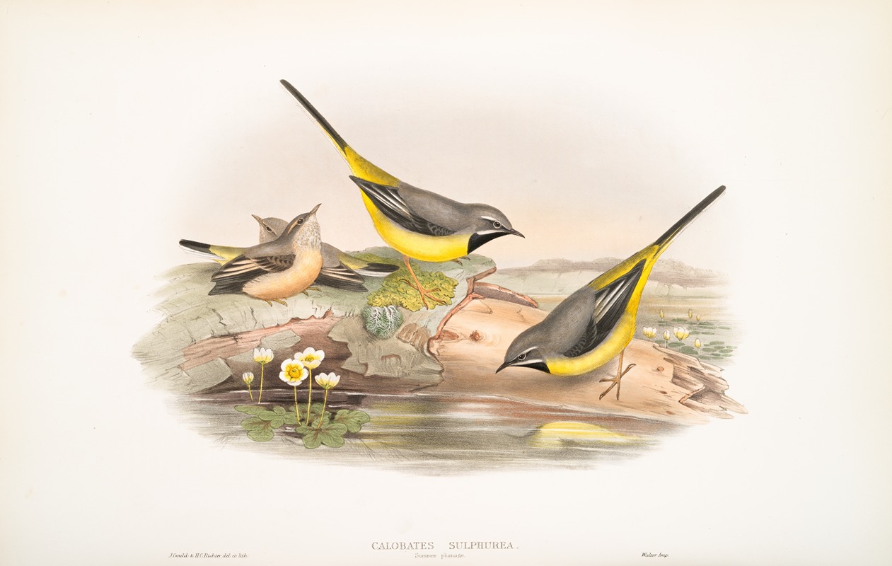 John Gould - Calobates sulphurea. (Summer plumage). Grey Wagtail .