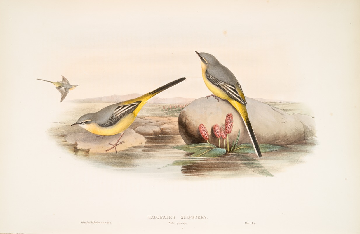 John Gould - Calobates sulphurea. (Winter plumage) Grey Wagtail.
