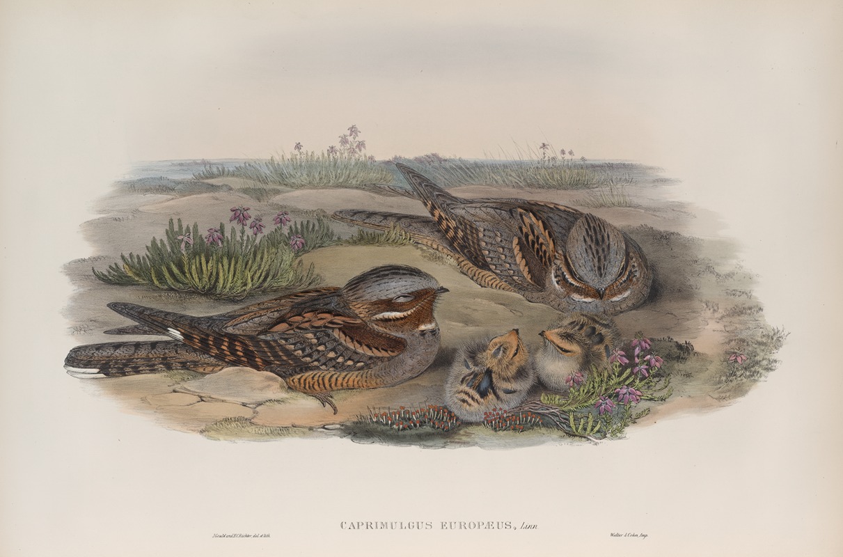 John Gould - Caprimulgus europæus. Nightjar, or Goatsucker.