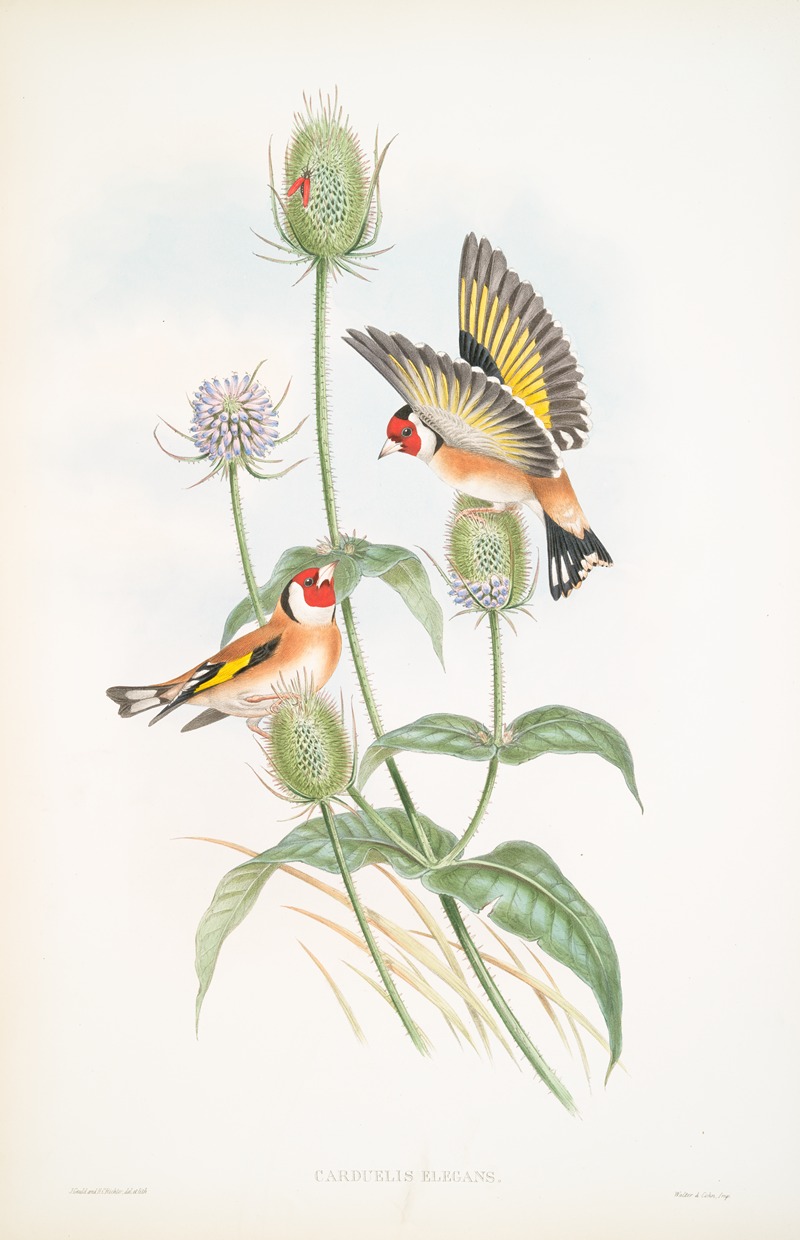 John Gould - Carduelis elegans. Goldfinch.