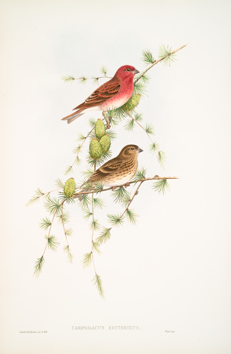 John Gould - Carpodacus erythrinus. Scarlet Bullfinch.