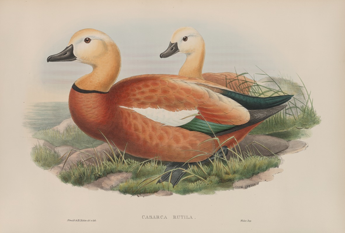 John Gould - Casarca rutila. Ruddy Sheldrake.