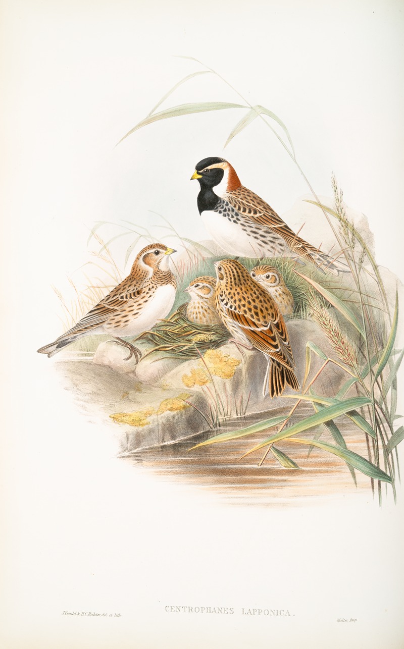 John Gould - Centrophanes lapponica. Lapland Bunting.