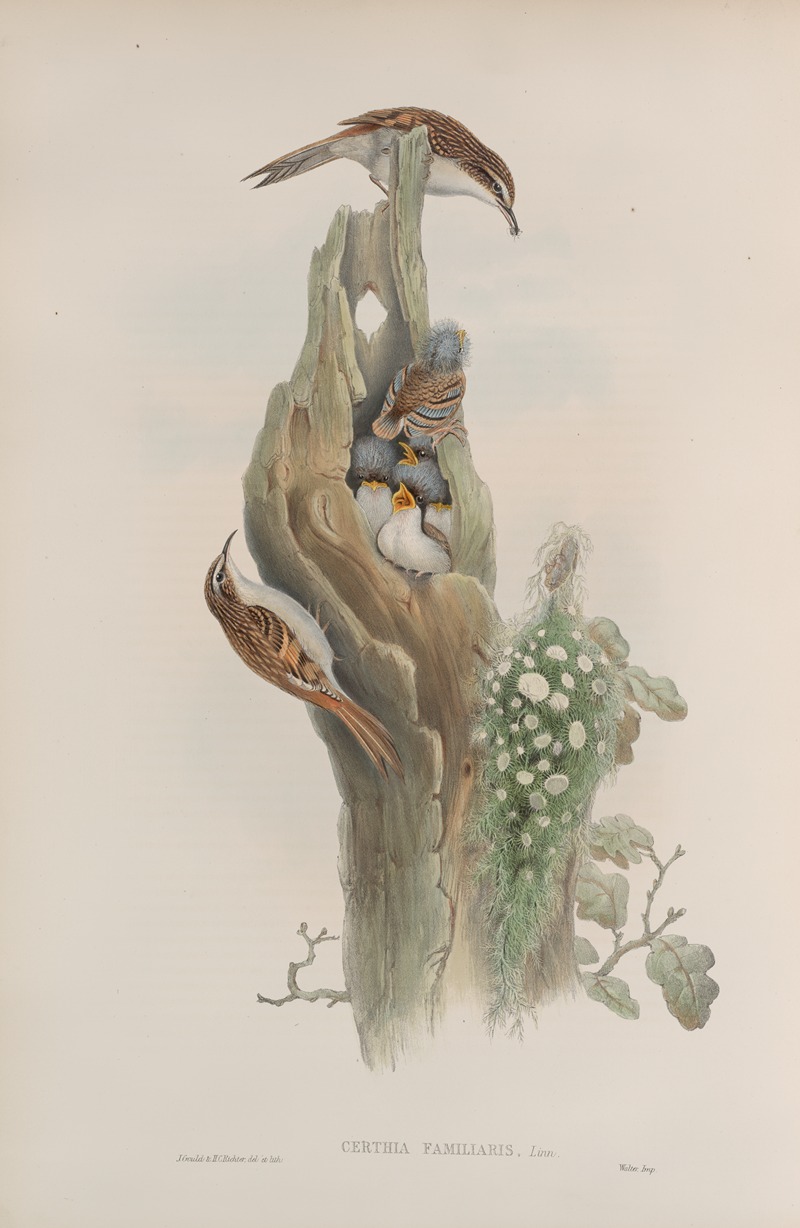 John Gould - Certhia familiaris. Tree-Creeper.