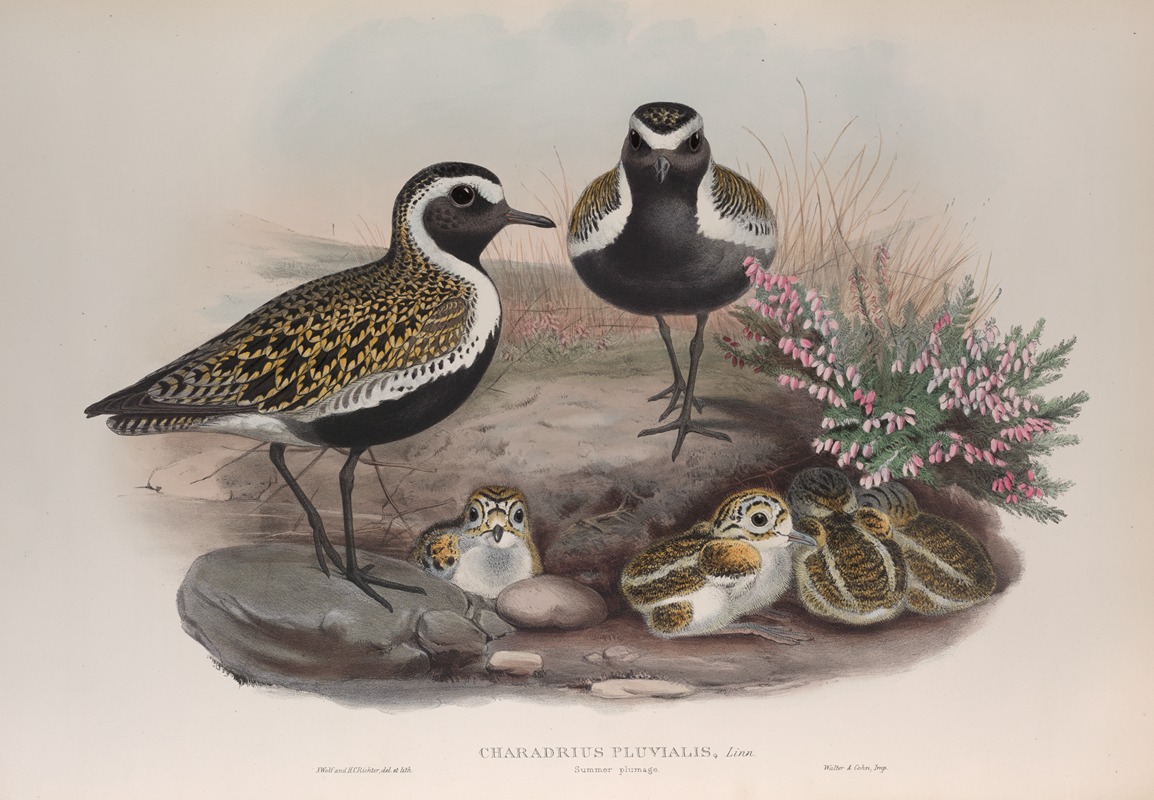 John Gould - Charadrius pluvialis. Summer plumage. Golden Plover (summer plumage).