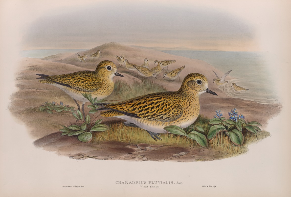 John Gould - Charadrius pluvialis. Winter plumahe. Golden Plover (winter plumage).