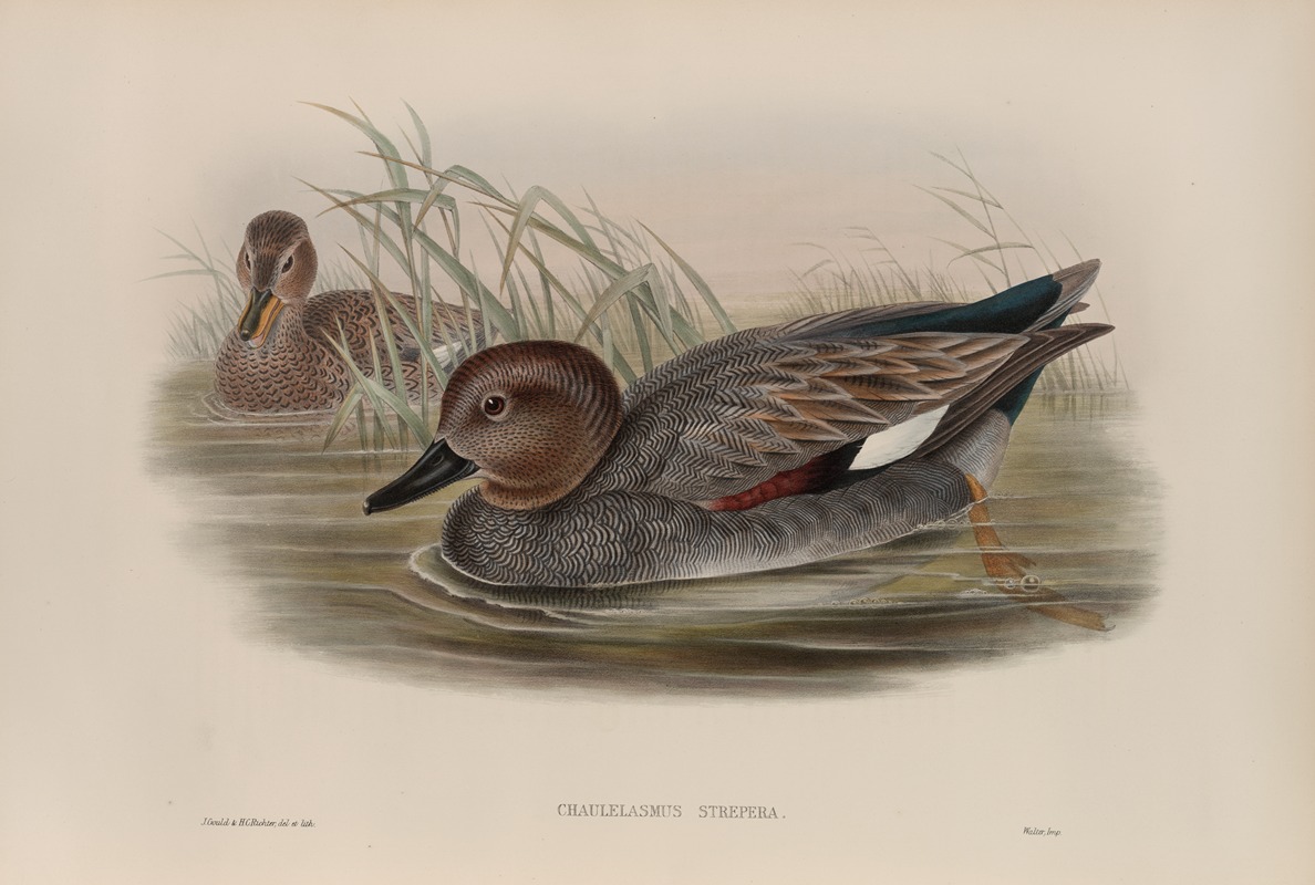 John Gould - Chaulelasmus strepera. Gadwall.