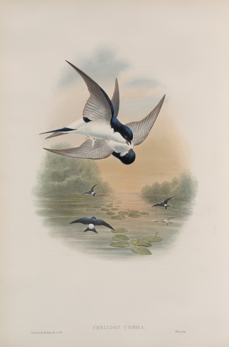 John Gould - Chelidon urbica. House-Martin.