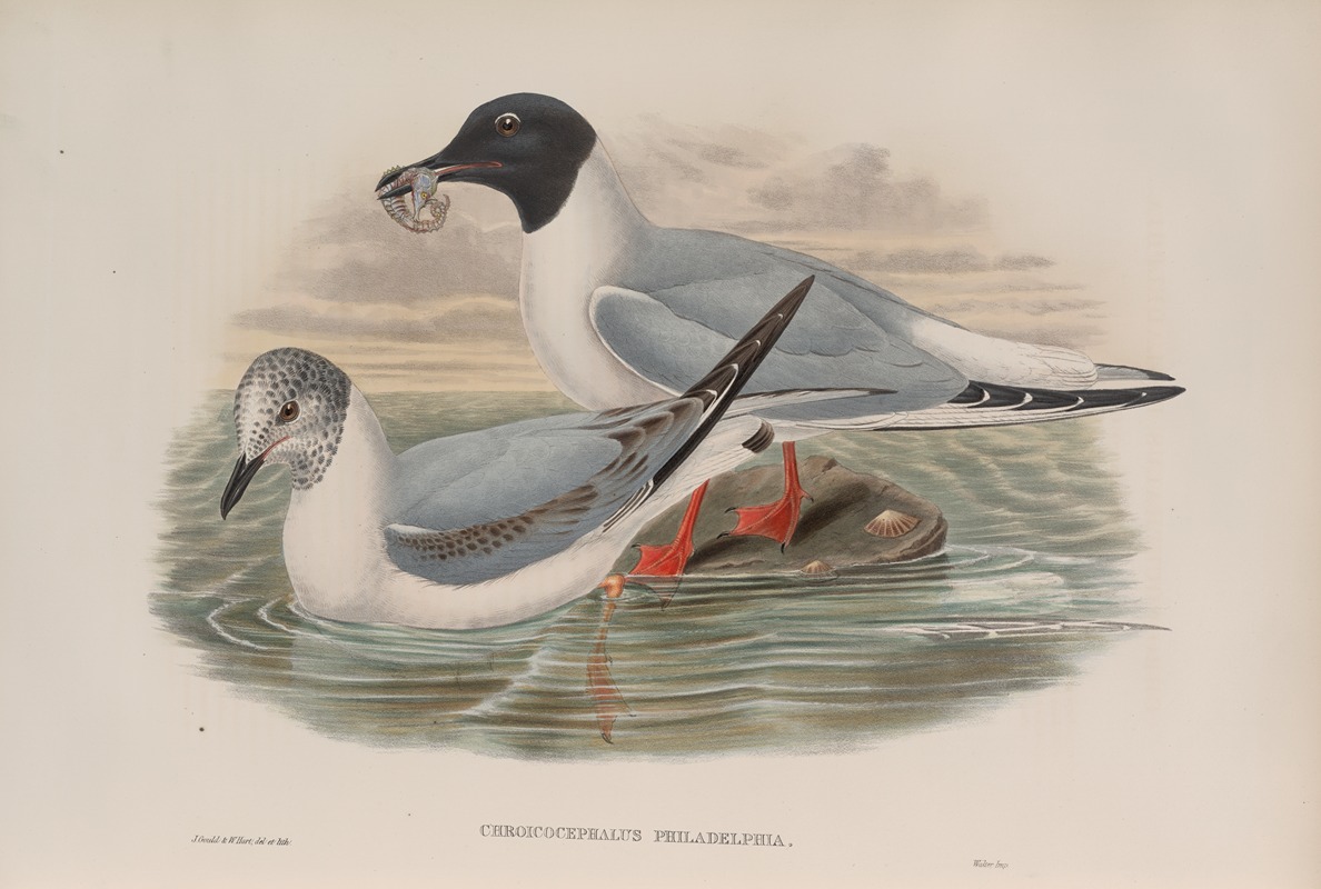 John Gould - Chroicocephalus philadelphia. Bonaparte’s Gull.