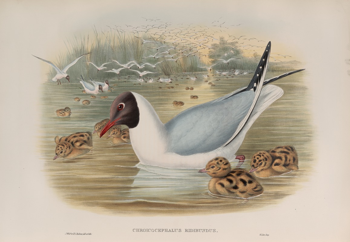John Gould - Chroicocephalus ridibundus. Black-headed Gull.