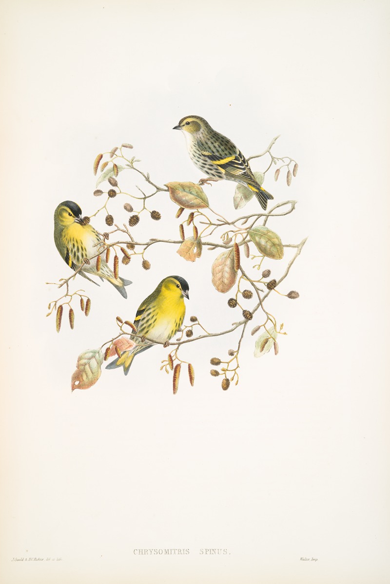 John Gould - Chrysomitris spinus. Siskin.