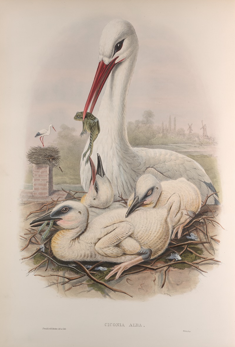 John Gould - Ciconia alba. Stork.