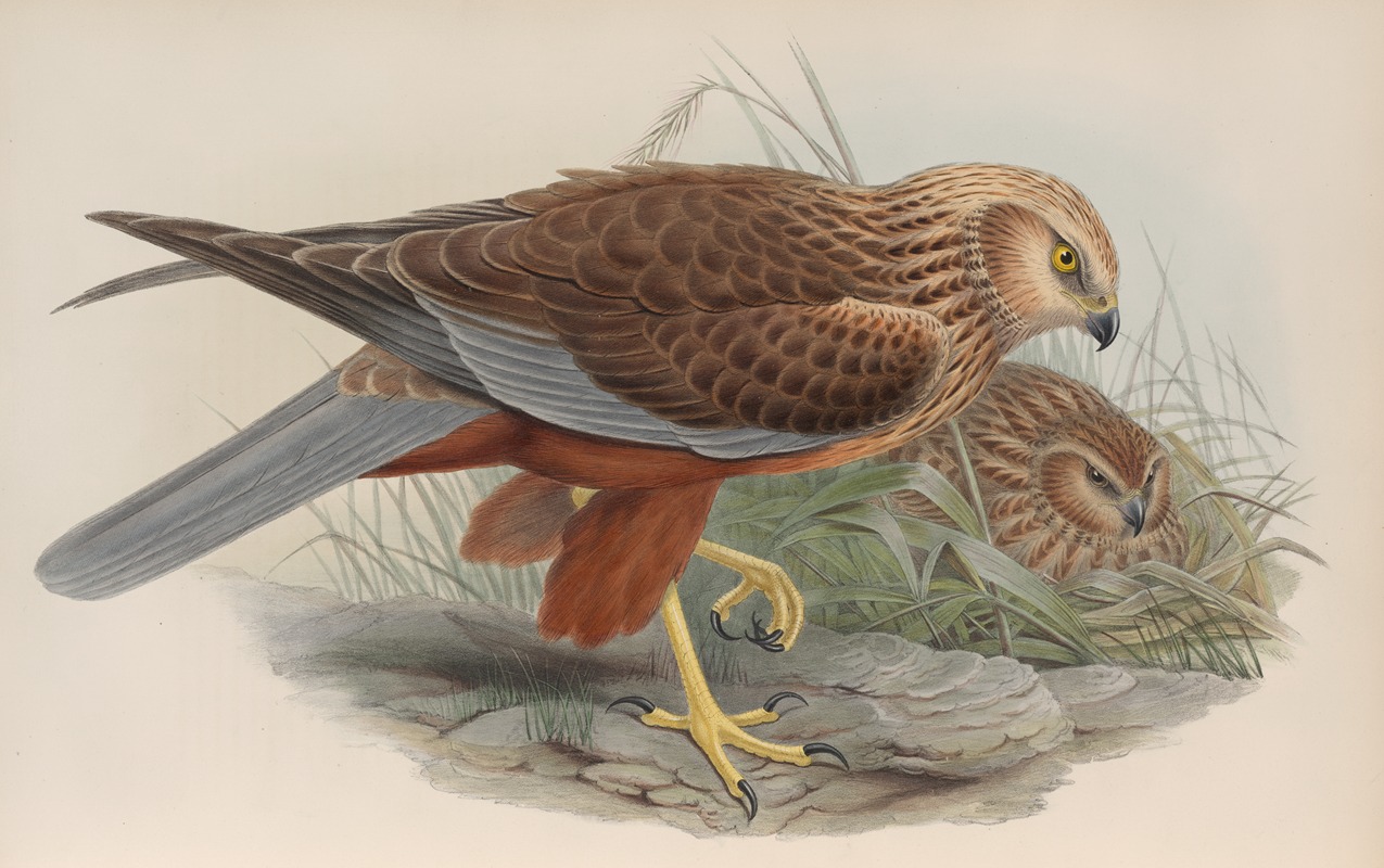 John Gould - Circus æruginosus. Marsh-Harrier.