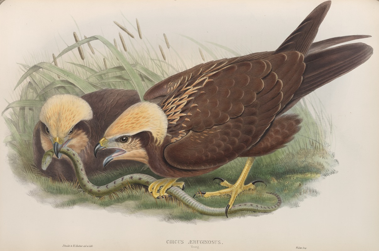 John Gould - Circus æruginosus. Young. Marsh-Harrier.