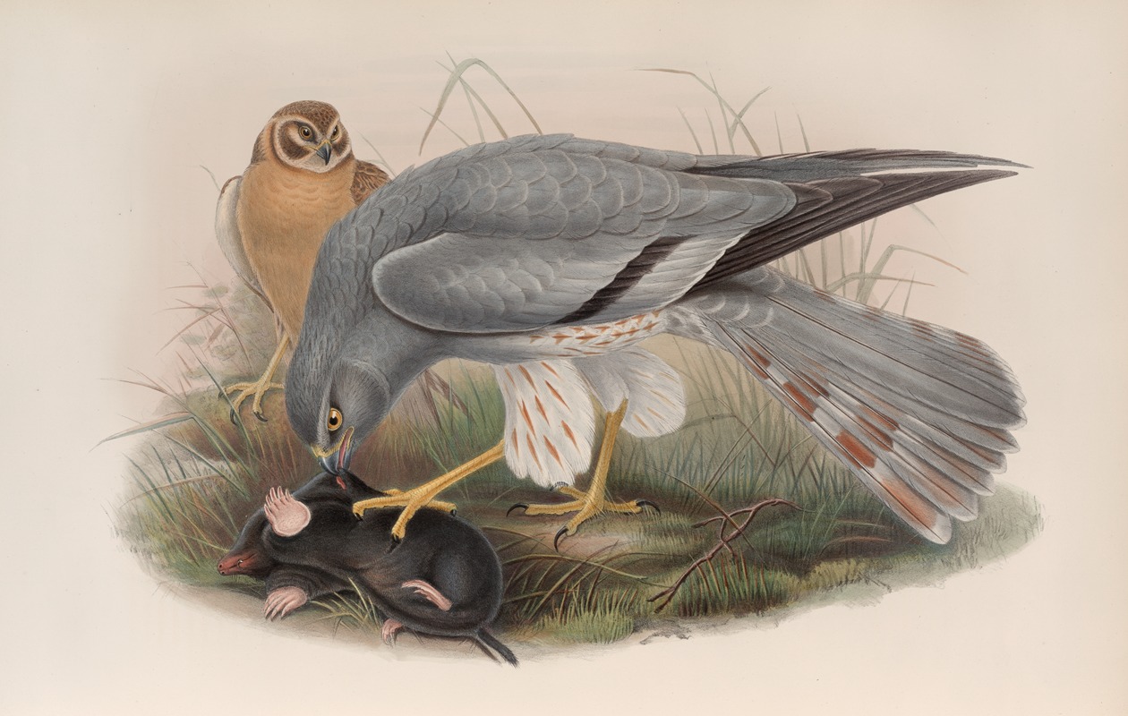 John Gould - Circus cinerascens. Ash-colored Harrier.