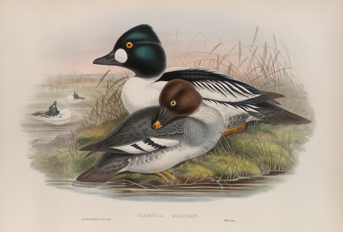John Gould - Clangula glaucion. Golden-eye.