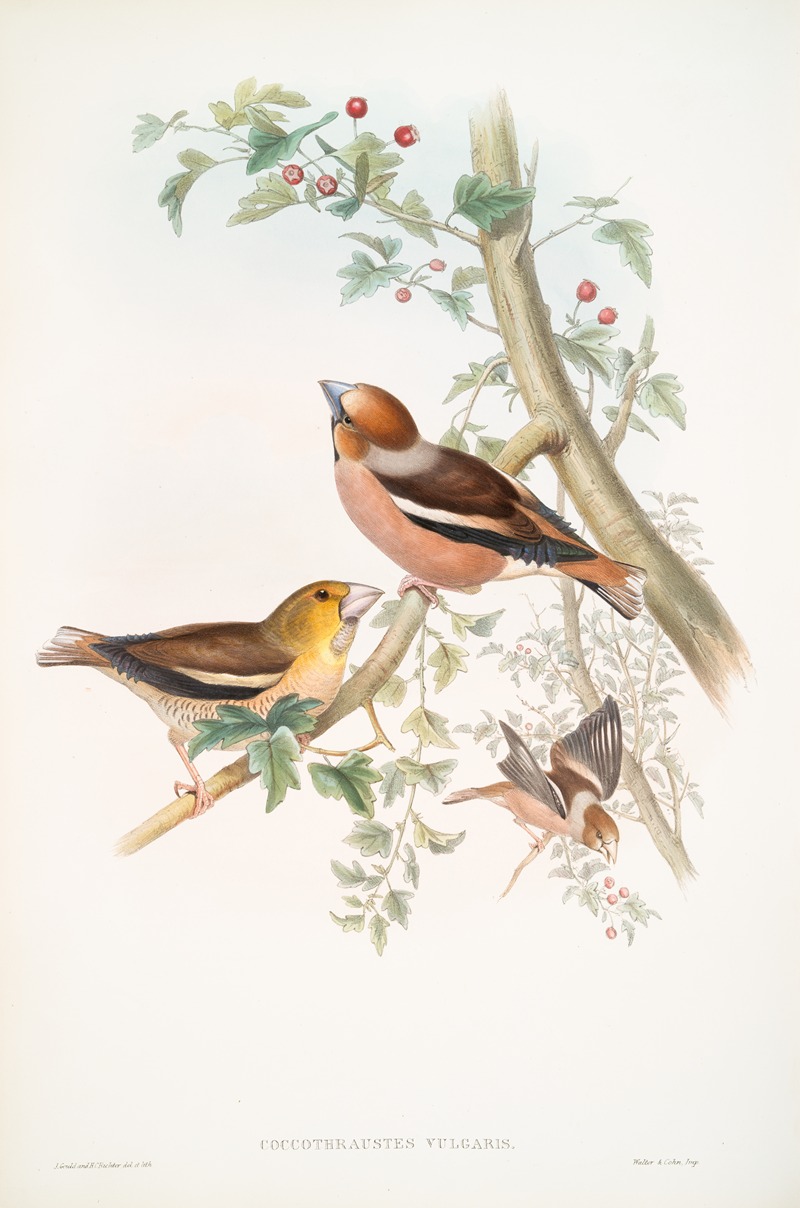 John Gould - Coccothraustes vulgaris. Hawfinch.