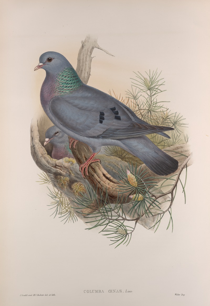 John Gould - Columba oenas. Stock-Dove.