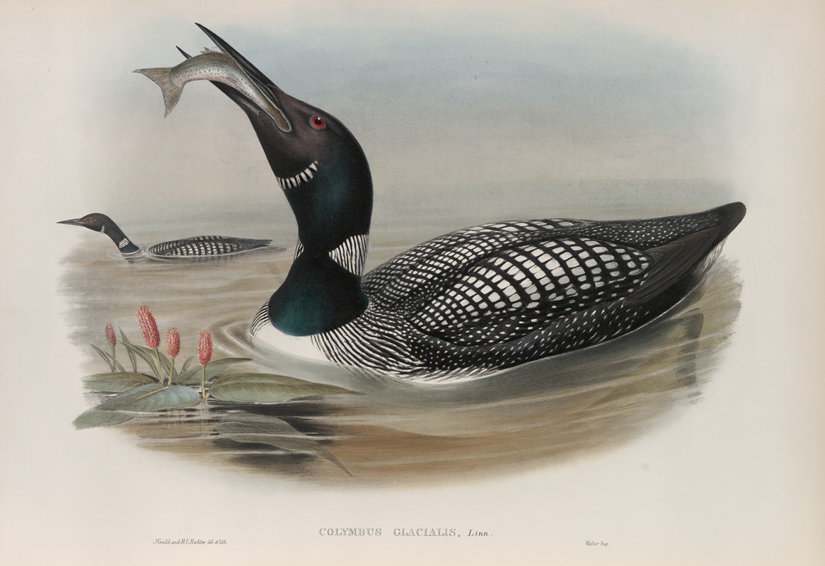 John Gould - Colymbus glacialis. Great Northern Diver.