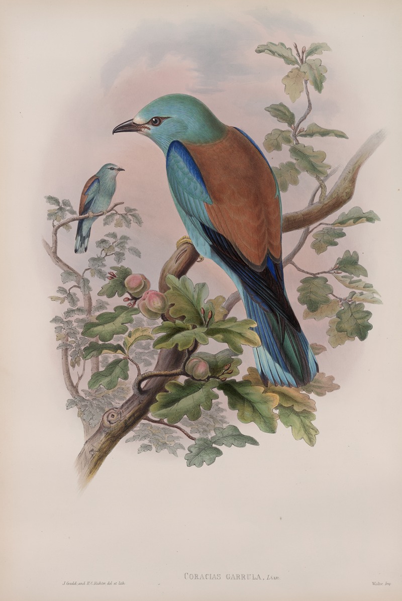 John Gould - Coracias garrula. Roller.