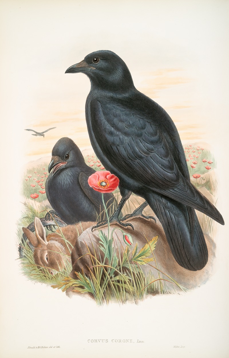 John Gould - Corvux corone. Carrion-Crow.