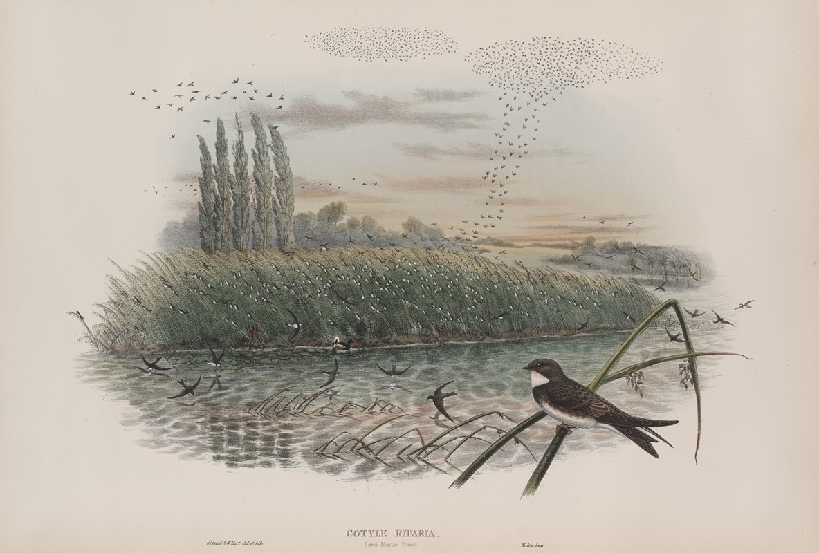 John Gould - Cotyle riparia. Sand-Martin, young.