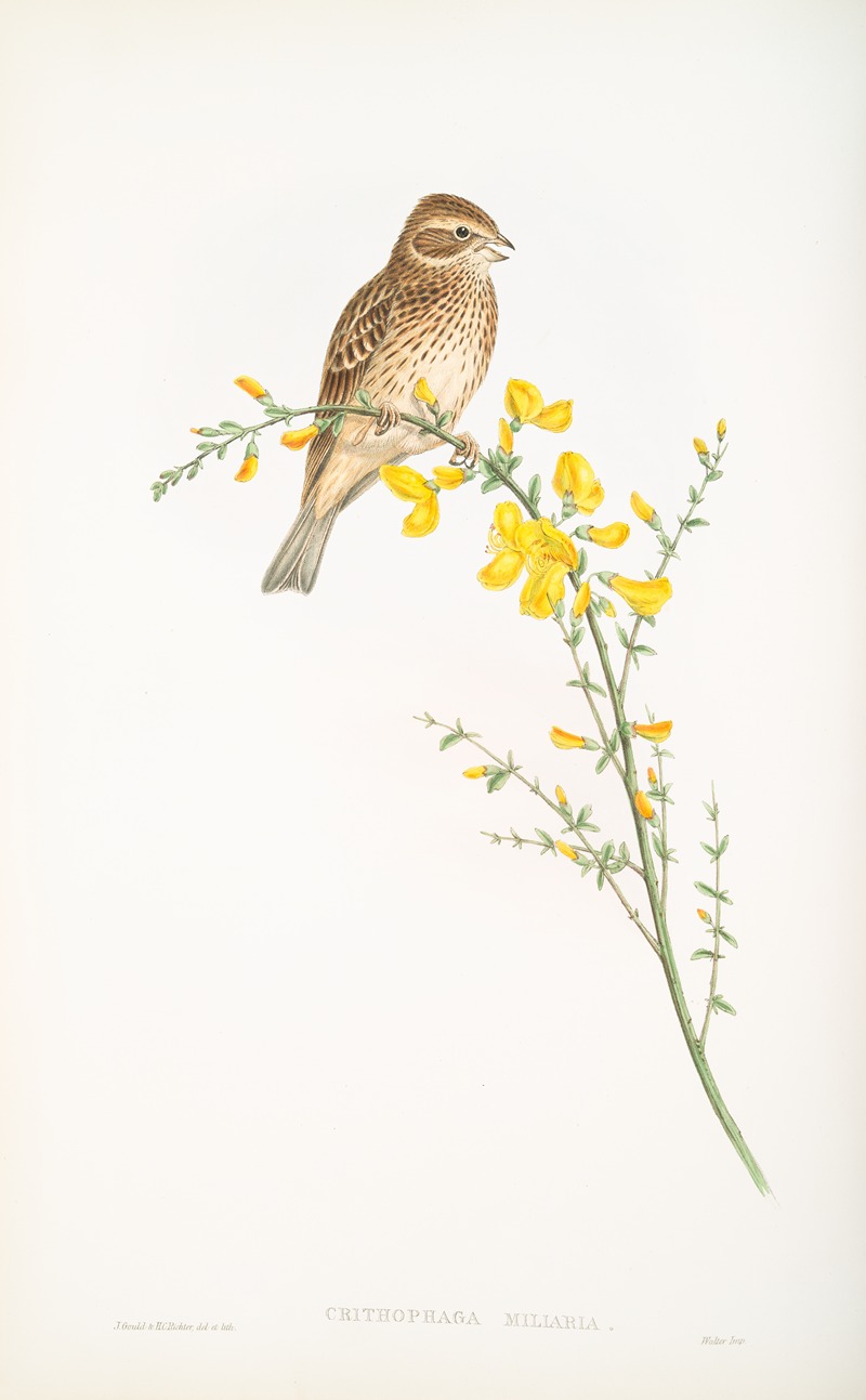 John Gould - Crithophaga miliaria. Common Bunting.