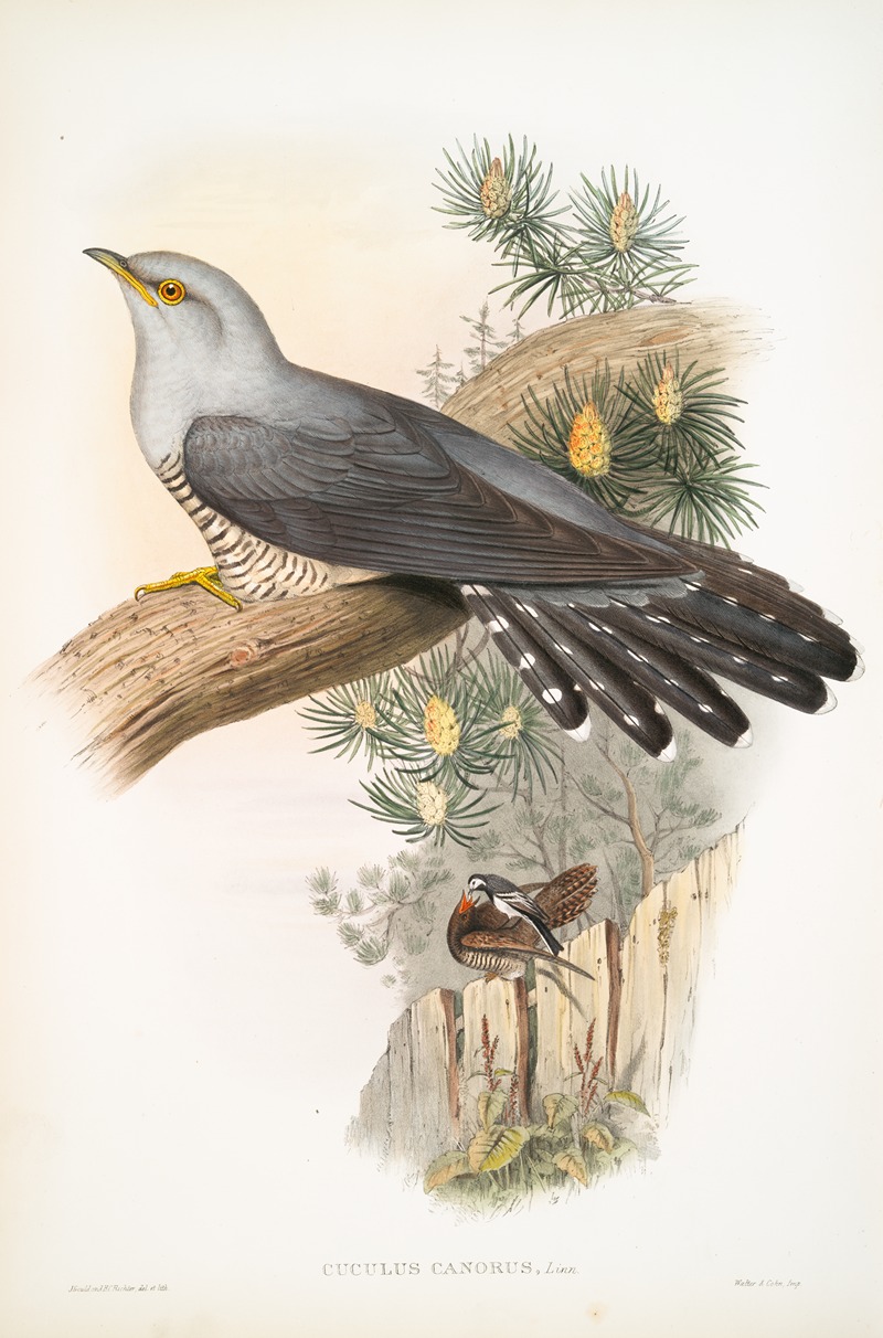 John Gould - Cuculus canorus. Cuckoo.