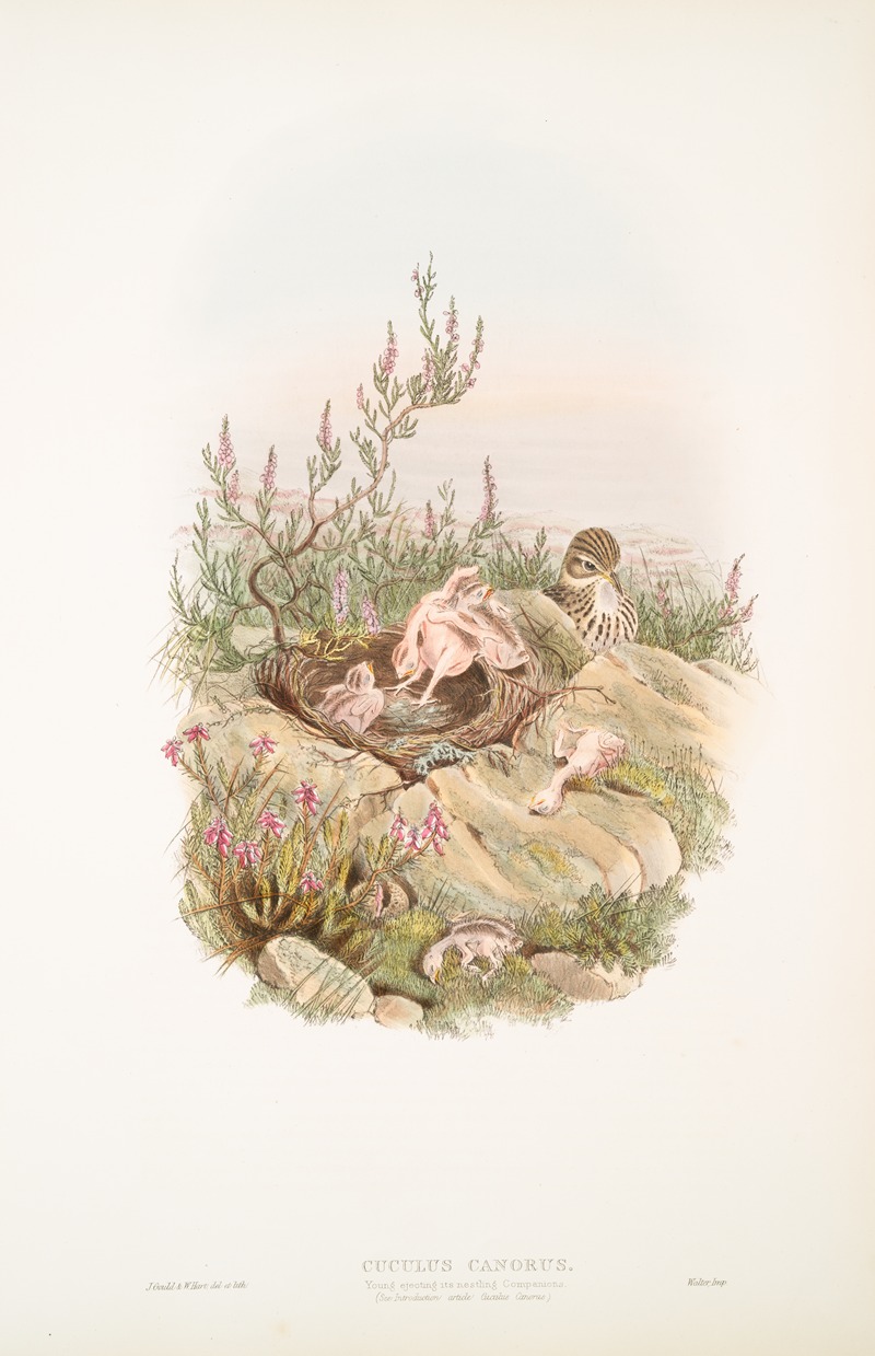 John Gould - Cuculus canorus. Young ejecting its nestling Companions.