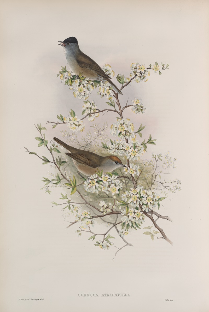 John Gould - Curruca atricapilla. Blackcap.