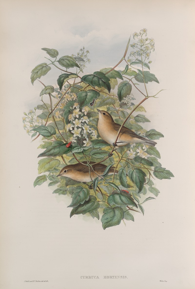 John Gould - Curruca hortensis. Garden Warbler.