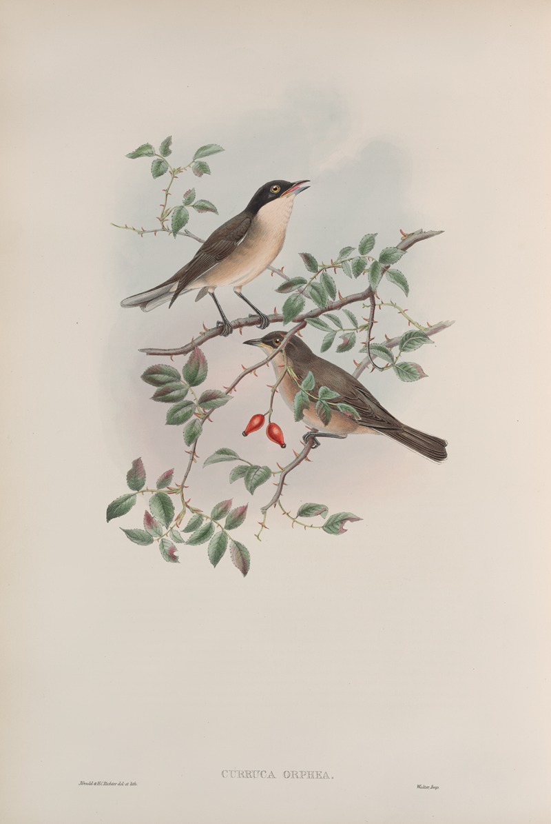 John Gould - Curruca orphea. Orphean Warbler.