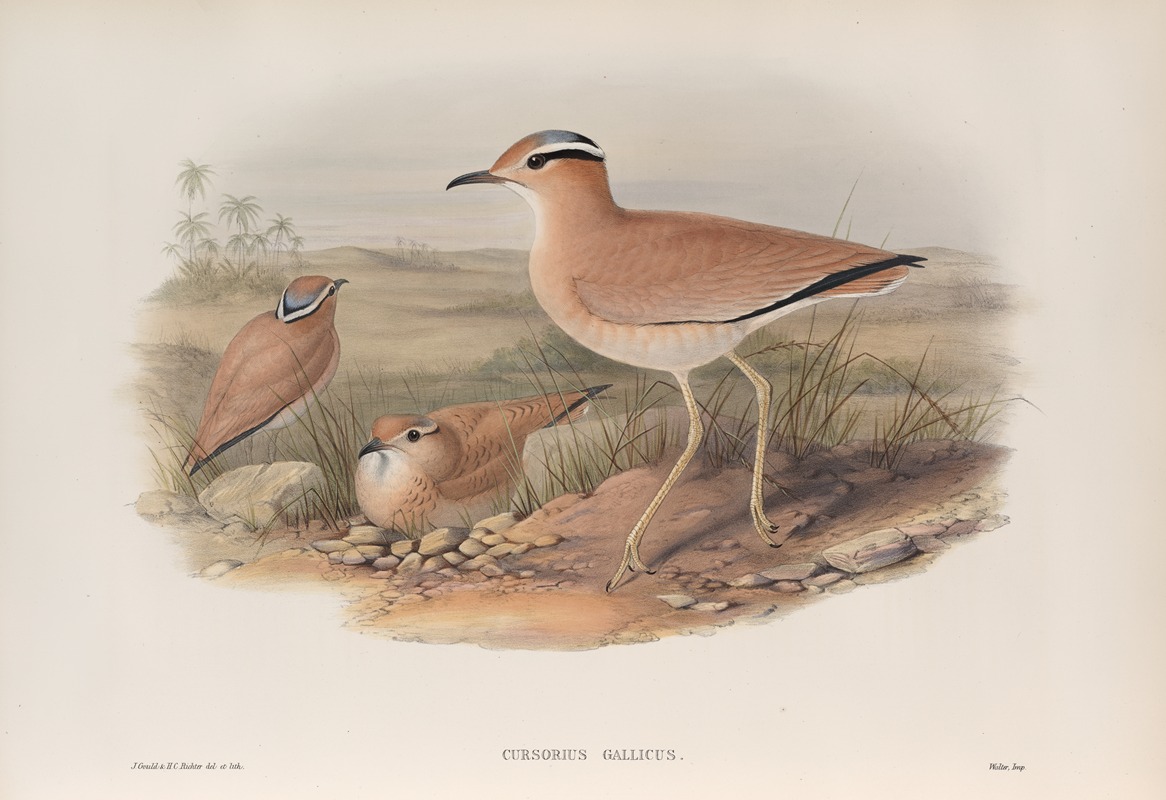 John Gould - Cursorius gallicus. Cream-coloured Courser.