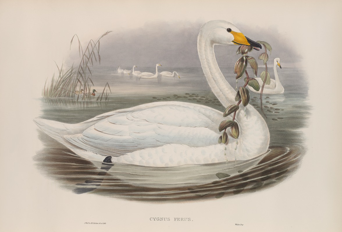 John Gould - Cygnus ferus. Wild Swan, or Whooper.