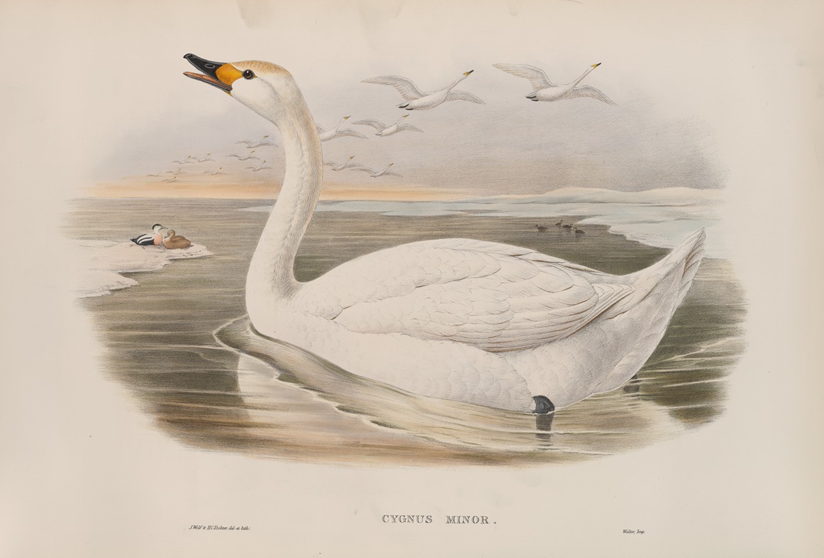 John Gould - Cygnus minor. Bewick’s Swan.