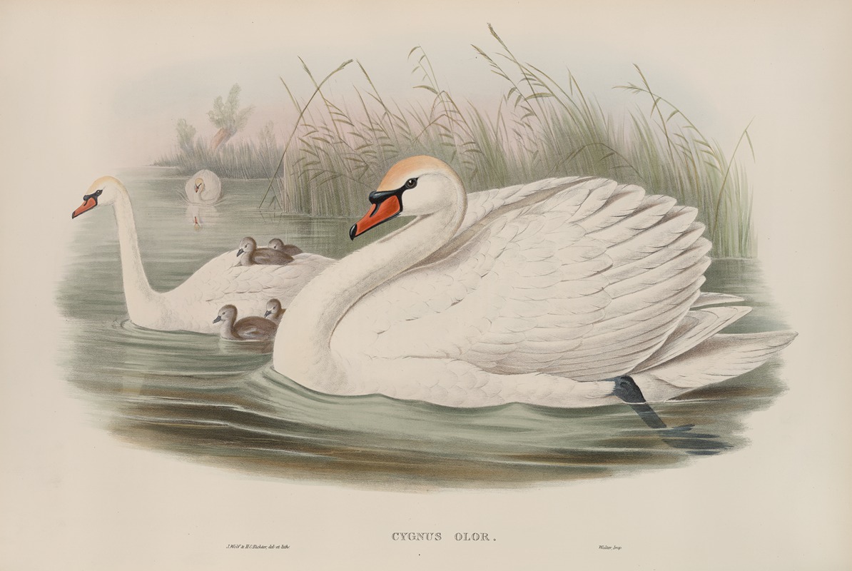 John Gould - Cygnus olor. Mute Swan.