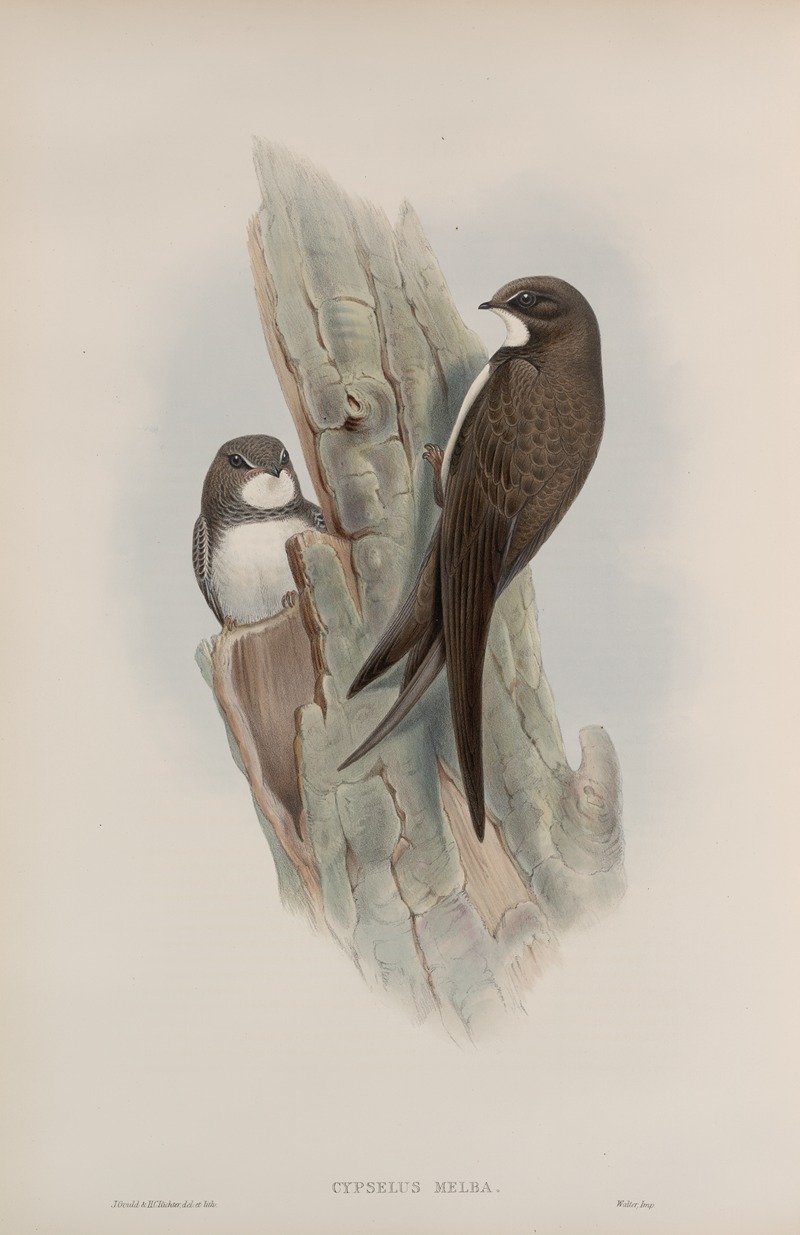 John Gould - Cypselus melba. Alpine Swift.
