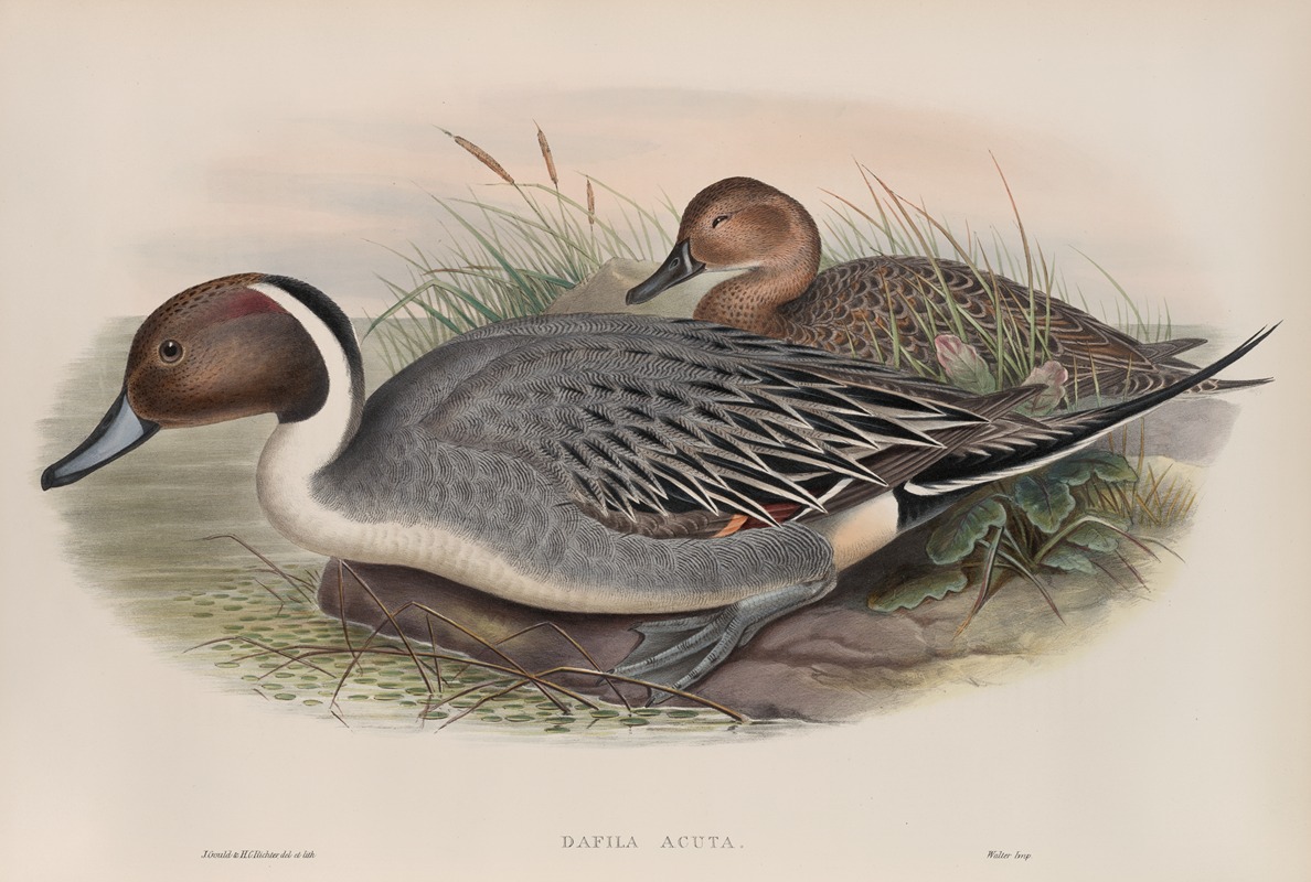 John Gould - Dafila acuta. Pin-tailed Duck.